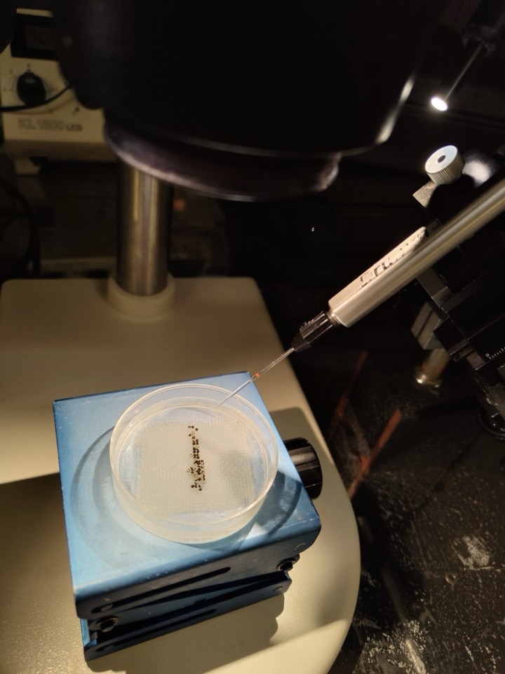 A glass microinjection needle angled down into a dish of frog eggs on a microscope stage, no people in frame.